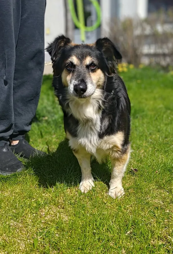 Znaleziono psa, Lublin, 28 kwietnia 2026