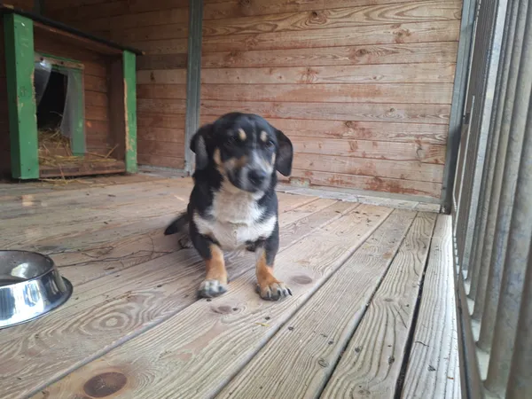 Pies do adopcji, Orzechowce, 28 kwietnia 2026 (1/5)