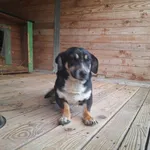 Pies do adopcji