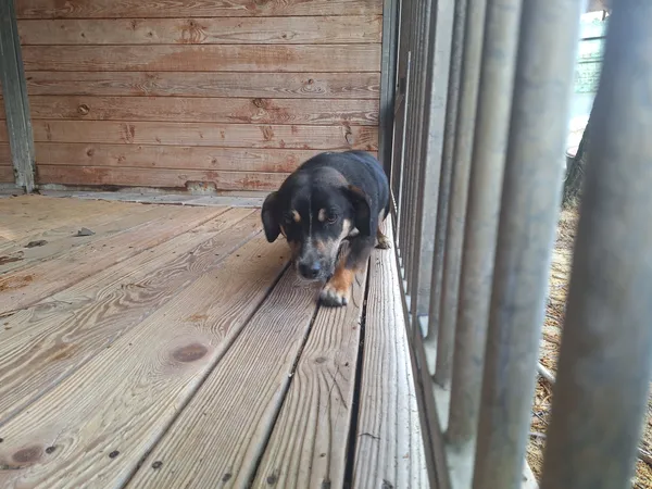 Pies do adopcji, Orzechowce, 28 kwietnia 2026 (2/5)