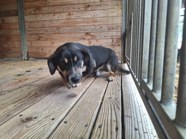 Pies do adopcji, Orzechowce, 28 kwietnia 2026 (3/5)