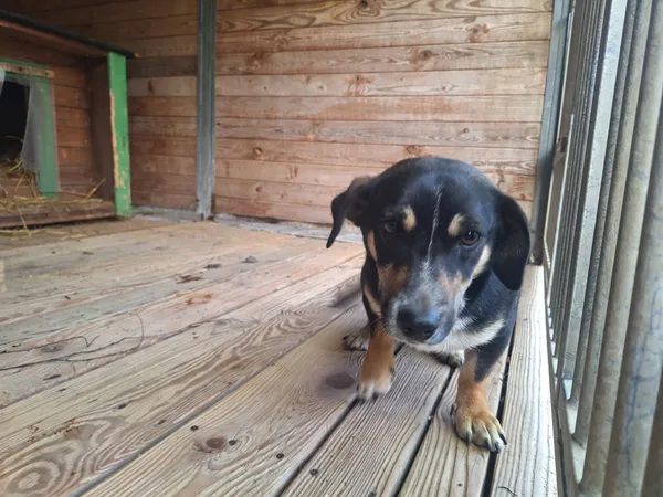 Pies do adopcji, Orzechowce, 28 kwietnia 2026 (4/5)