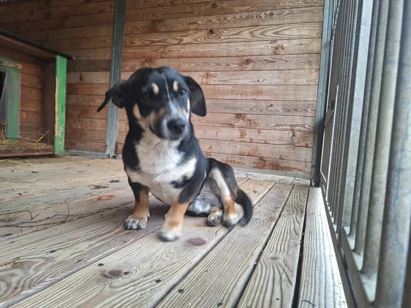 Pies do adopcji, Orzechowce, 28 kwietnia 2026 (5/5)