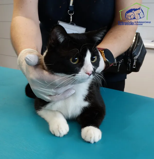 Znaleziono kota, Szczecin, 28 kwietnia 2026 (2/2)