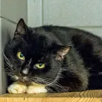Kot do adopcji