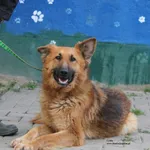 Pies do adopcji