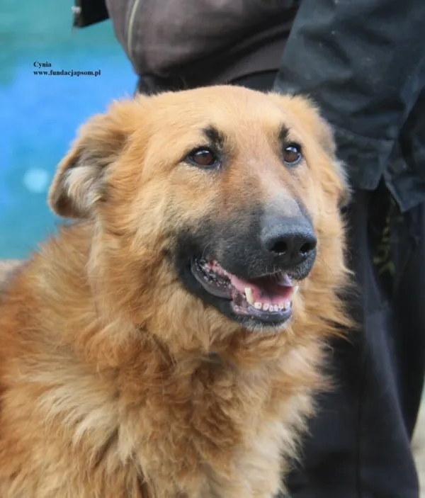 Pies do adopcji, Nowy Dwór Mazowiecki, 28 kwietnia 2026 (2/5)