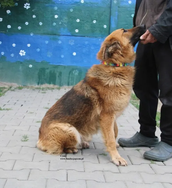 Pies do adopcji, Nowy Dwór Mazowiecki, 28 kwietnia 2026 (5/5)