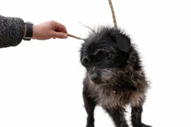 Pies do adopcji, Oborniki, 30 marca 2026 (1/5)