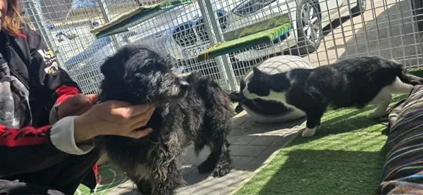 Pies do adopcji, Oborniki, 30 marca 2026 (2/5)