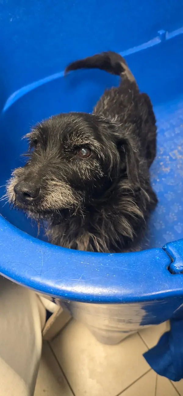 Pies do adopcji, Oborniki, 30 marca 2026 (3/5)