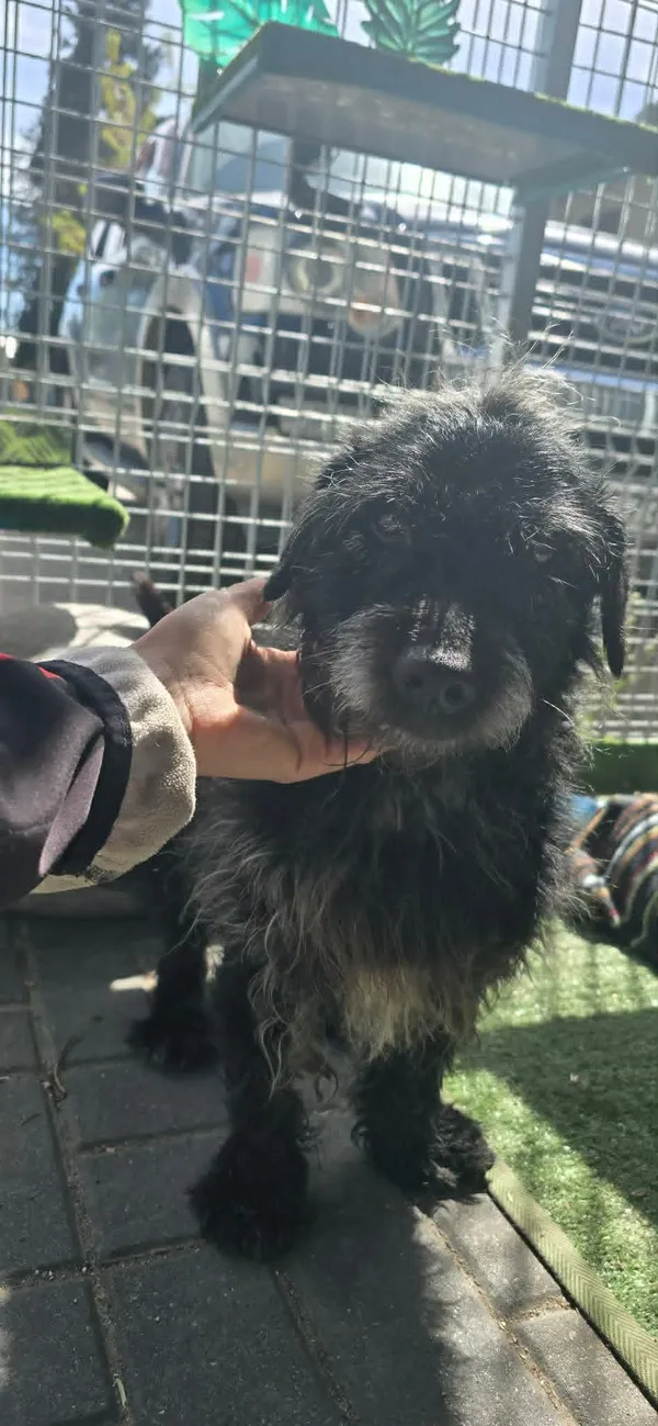 Pies do adopcji, Oborniki, 30 marca 2026 (4/5)