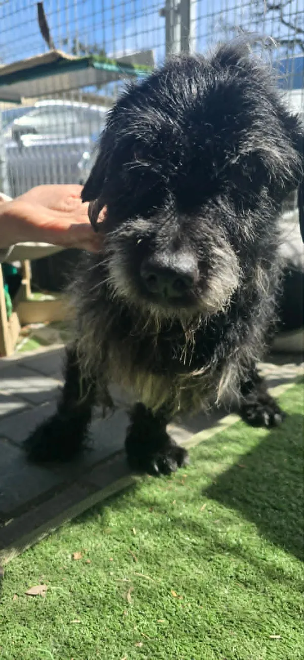 Pies do adopcji, Oborniki, 30 marca 2026 (5/5)