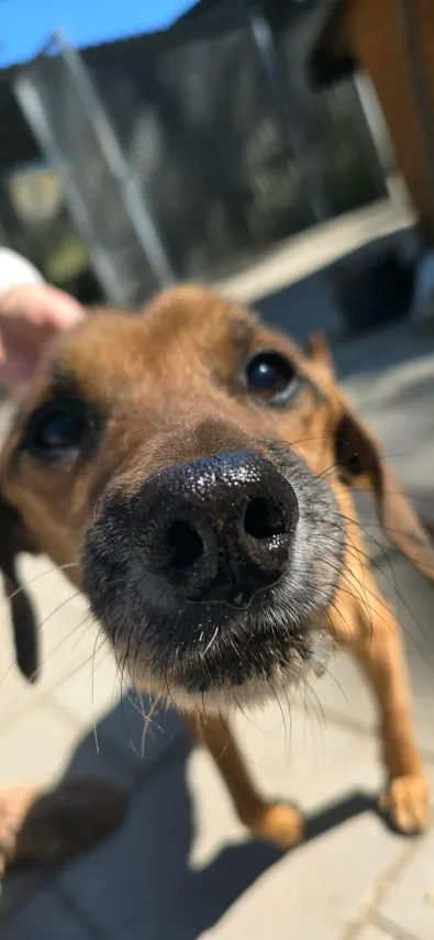 Pies do adopcji, Oborniki, 26 marca 2026 (1/5)