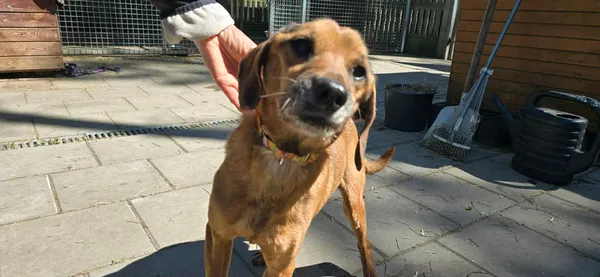 Pies do adopcji, Oborniki, 26 marca 2026 (2/5)