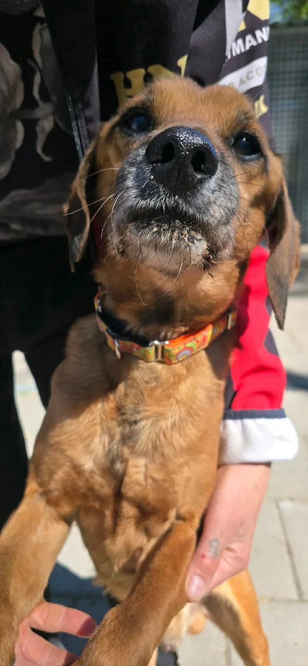 Pies do adopcji, Oborniki, 26 marca 2026 (5/5)