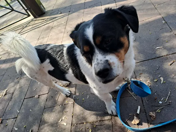 Pies do adopcji, Oborniki, 27 marca 2026 (1/4)