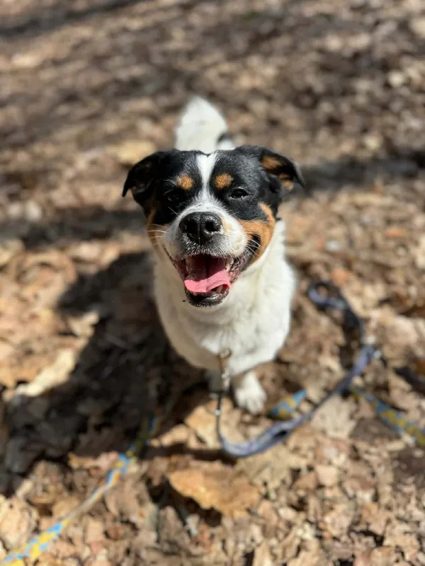 Pies do adopcji, Oborniki, 27 marca 2026 (2/4)