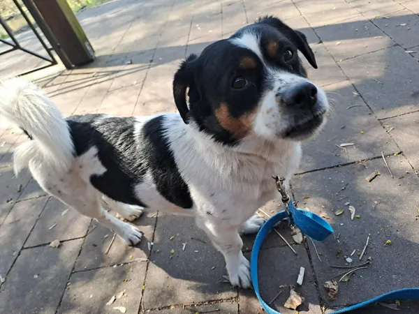 Pies do adopcji, Oborniki, 27 marca 2026 (3/4)