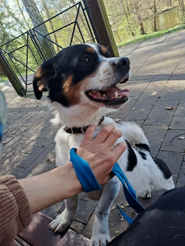 Pies do adopcji, Oborniki, 27 marca 2026 (4/4)