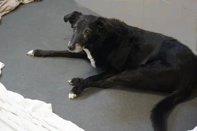 Pies do adopcji, Kraków, 14 kwietnia 2026