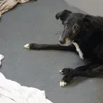 Pies do adopcji