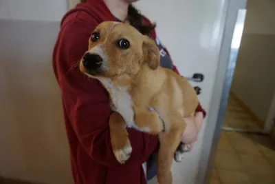 Pies do adopcji, Kraków, 14 kwietnia 2026