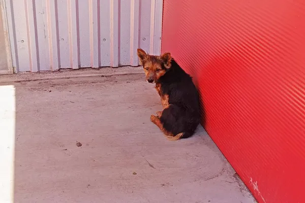 Znaleziono psa, Wałbrzych, 28 kwietnia 2026