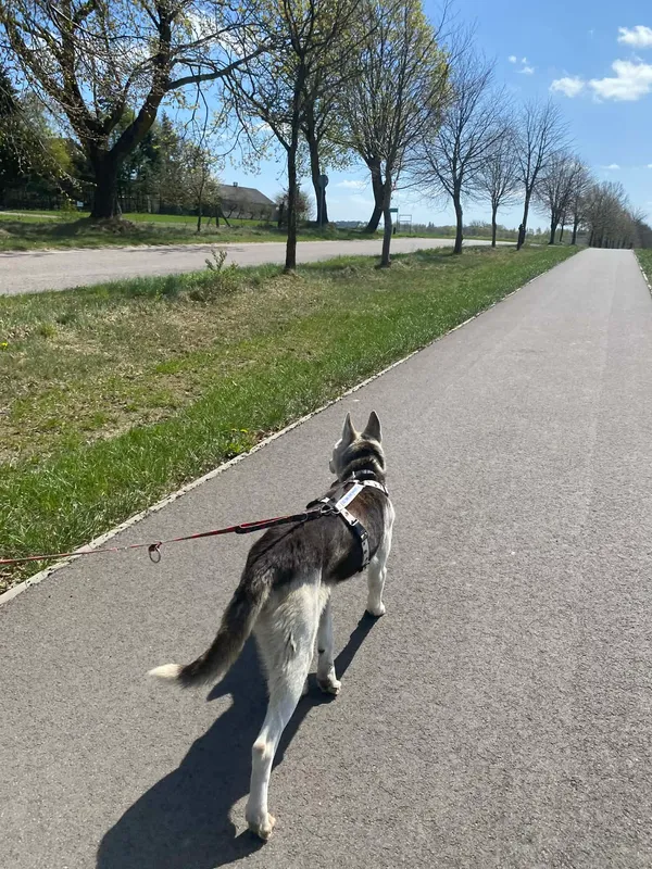 Znaleziono psa, Chojnice, 27 kwietnia 2026 (2/3)