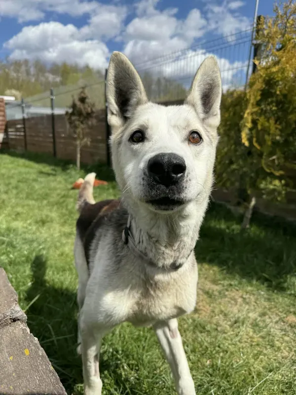 Znaleziono psa, Chojnice, 27 kwietnia 2026 (3/3)