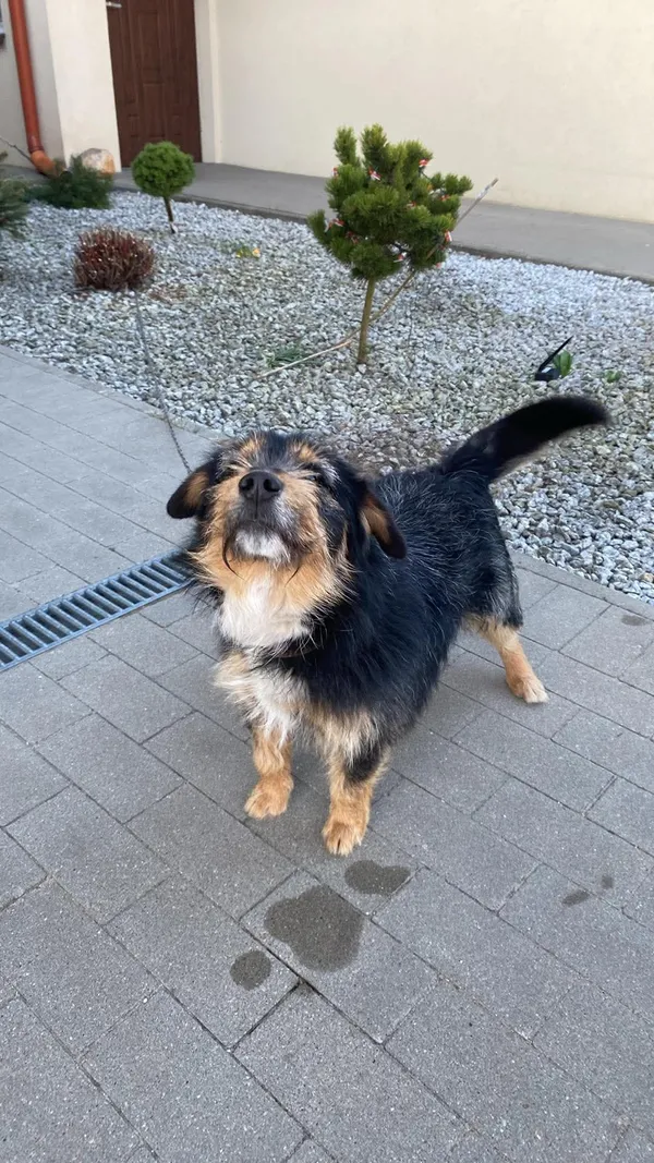 Znaleziono psa, Chojnice, 27 kwietnia 2026