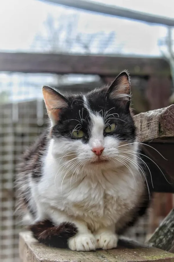 Oddam kota, Jaroty, 29 kwietnia 2026 (1/2)