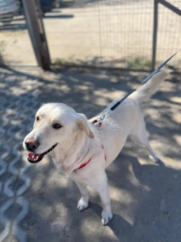 Oddam psa, Olsztyn, Pojezierze, 29 kwietnia 2026 (3/3)