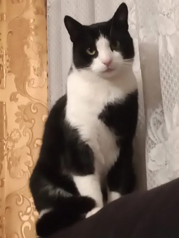 Zaginął kot, Białystok, Jaroszówka, 29 kwietnia 2026 (1/2)