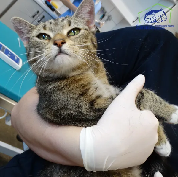 Znaleziono kota, Szczecin, 29 kwietnia 2026