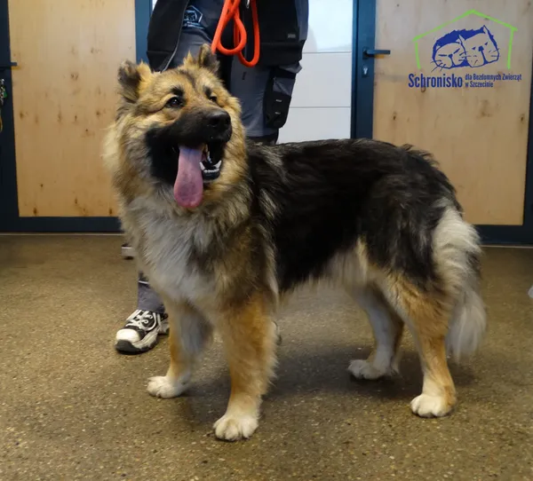 Znaleziono psa, Szczecin, 28 kwietnia 2026 (1/2)
