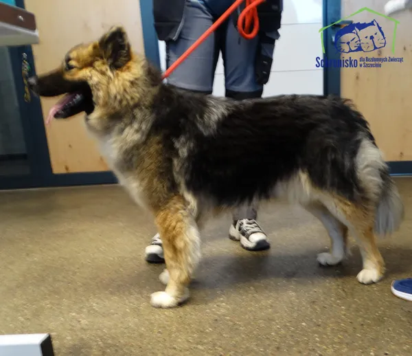 Znaleziono psa, Szczecin, 28 kwietnia 2026 (2/2)