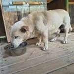 Pies do adopcji