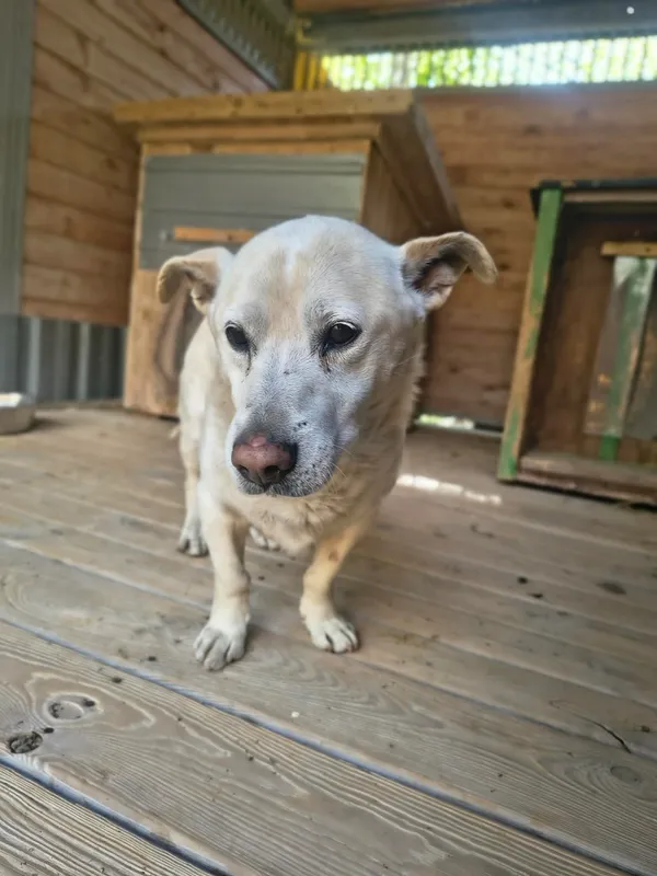 Pies do adopcji, Orzechowce, 29 kwietnia 2026 (4/5)