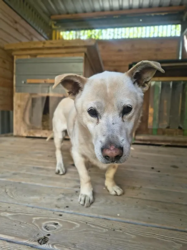 Pies do adopcji, Orzechowce, 29 kwietnia 2026 (5/5)