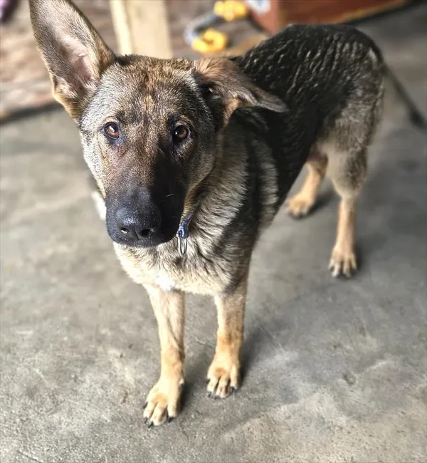 Znaleziono psa, Racibórz, 22 kwietnia 2026