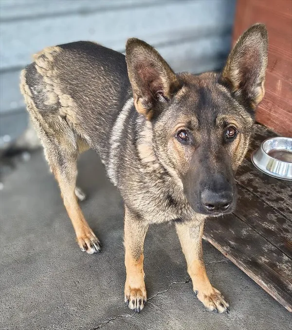 Znaleziono psa, Racibórz, 22 kwietnia 2026