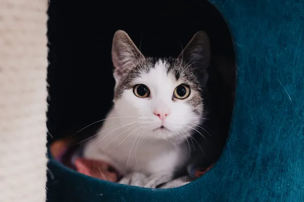 Kot do adopcji, Częstochowa, 18 grudnia 2025 (1/5)