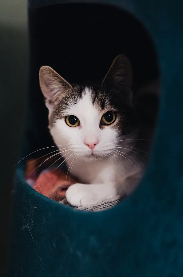 Kot do adopcji, Częstochowa, 18 grudnia 2025 (2/5)