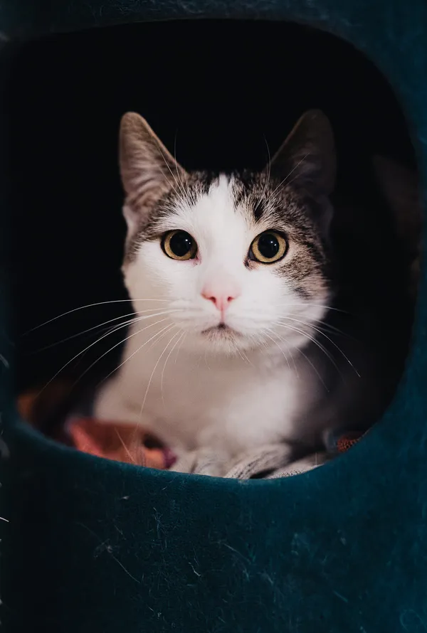 Kot do adopcji, Częstochowa, 18 grudnia 2025 (3/5)