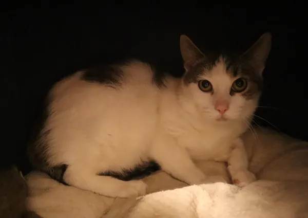 Kot do adopcji, Częstochowa, 18 grudnia 2025 (4/5)