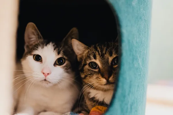 Kot do adopcji, Częstochowa, 18 grudnia 2025 (5/5)