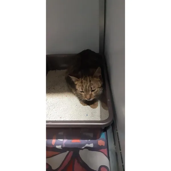 Znaleziono kota, Białystok, 11 stycznia 2026 (1/2)