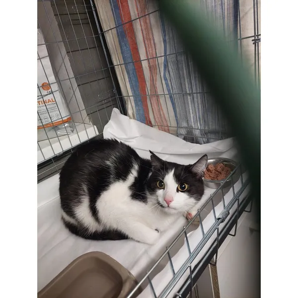 Znaleziono kota, Białystok, 23 lutego 2026