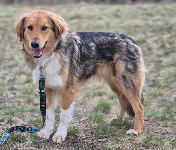 Oddam psa, Pruszków, Żbików, 29 kwietnia 2026 (2/5)